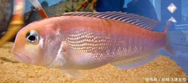  方头鱼|女性必吃的一种海鱼