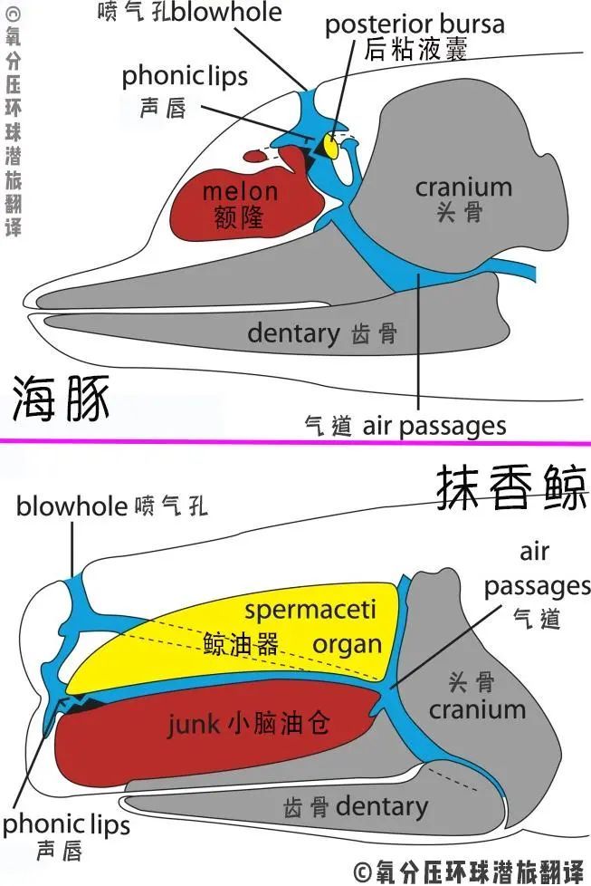  鲸鱼|怎么你说薄荷这两天出现的又不是鲸了？抬杠有意思吗？有！