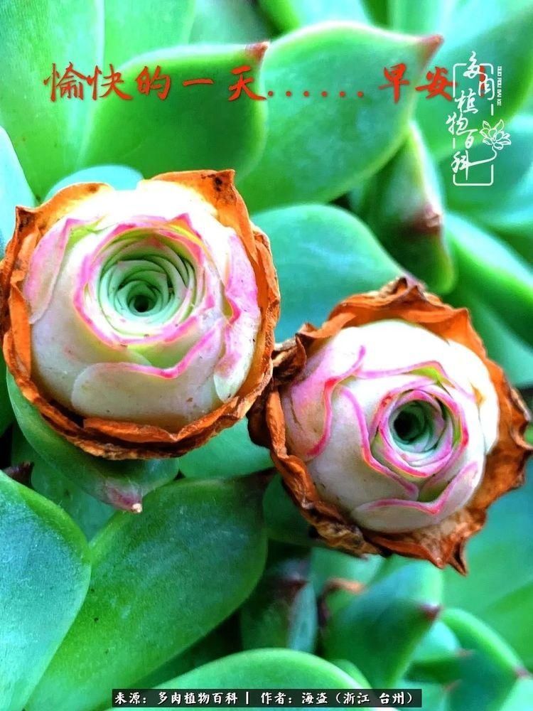  梅雨季|干货：高温高湿梅雨季，山地玫瑰养护提醒，帮你远离黑腐！