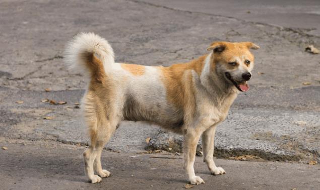 狗狗|男子的狗狗被人捉走,报警后驾车追凶,警察打开车后箱愤怒了