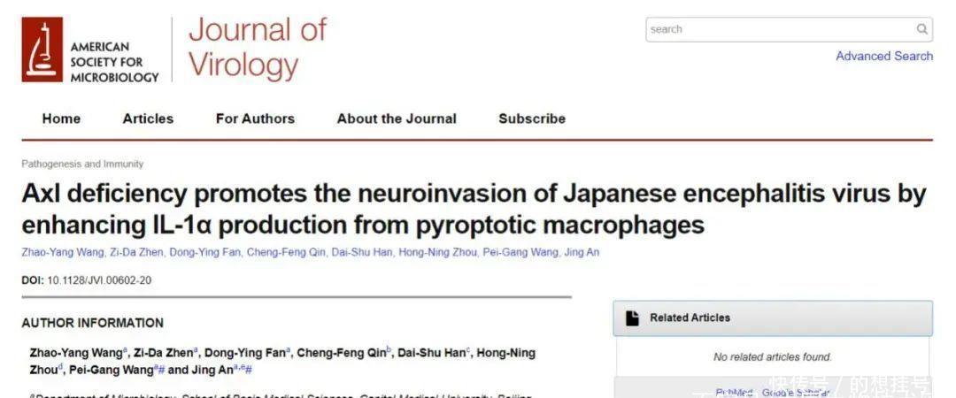  病毒感染|揭示Axl和白介素1α在乙脑病毒感染中的重要作用