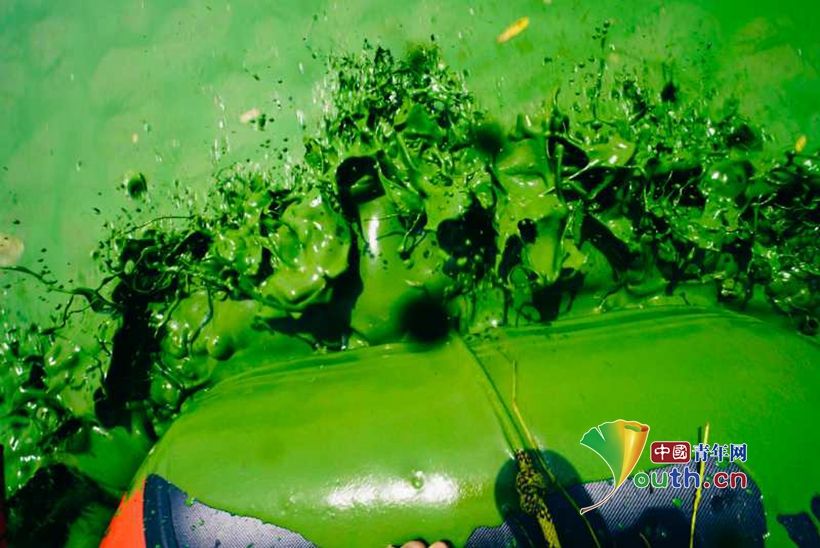  大面积|巢湖蓝藻大面积爆发 消防员头顶酷暑清理