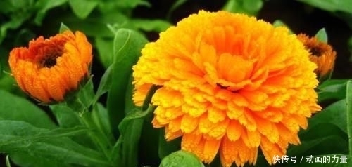 女人|长相看起来很平凡,但女人味十足,越看越喜欢的四大生肖女