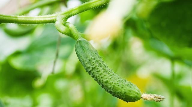  黄瓜|温室越冬黄瓜栽培技术，掌握分段管理经验，有效提高黄瓜的生长