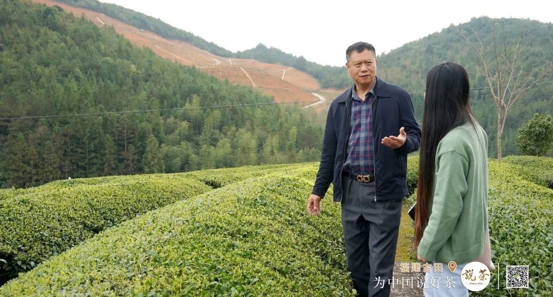 茶香|古田红茶:百年历史 茶香再次飘扬