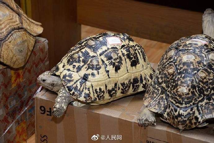 野生动物|福建破获价值超千万贩卖野生动物案