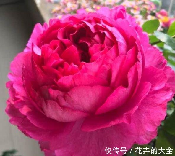  植物|阳台养花，不妨养这4款植物，花大色艳真漂亮，谁养谁上瘾