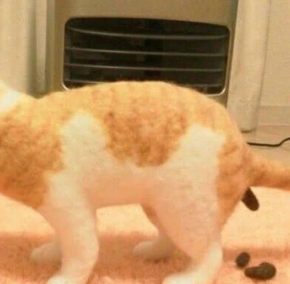  母亲|主人对母亲恶作剧，在客厅做了个猫摆件，看到这一幕母亲气笑了