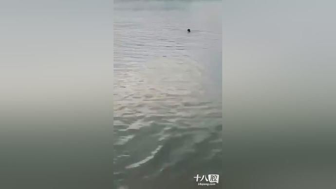 店老板娘|缉拿归案!三天四夜,上千人拉网搜山!