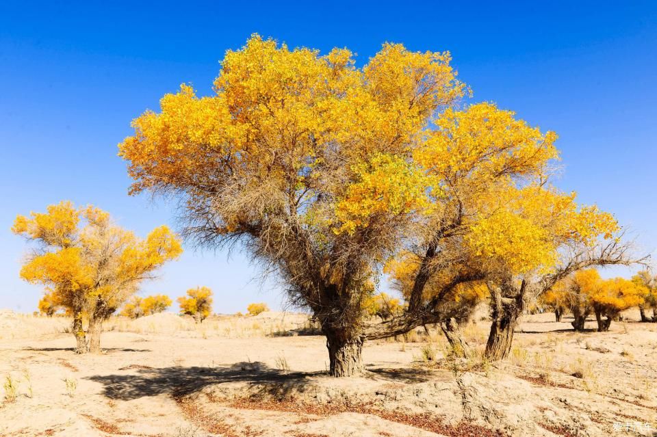 秋色|一路向西，追寻最美的南疆秋色！