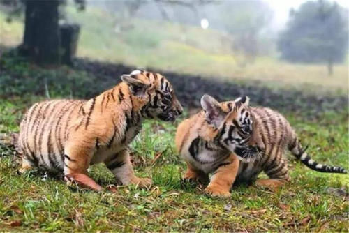  产仔|华南虎拯救计划：5只华南虎送非洲，产仔不到30只，如今何去何从