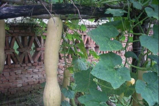 经刀|农村有一种神奇的瓜,一个能吃两个月,经刀砍接着长