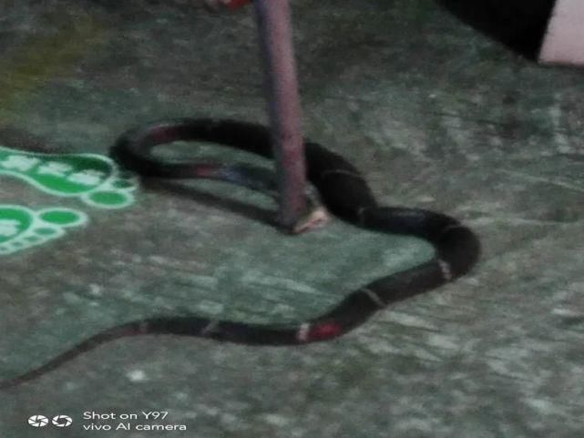  幼儿园|永春这里1米多长的“迷路”蛇跑到幼儿园门口，民警立即出手……