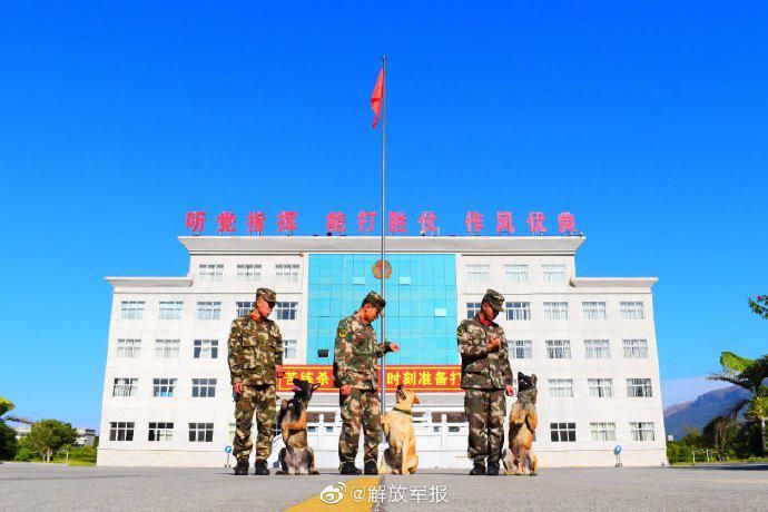  来看|优秀！来看警犬是怎样炼成的