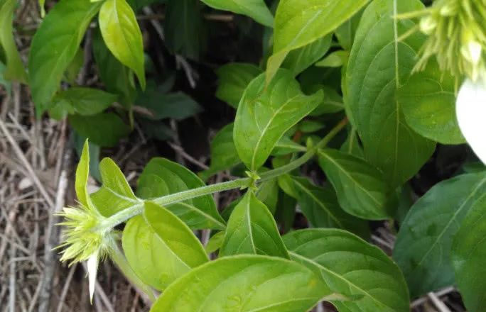  农村地方|农村人管它叫“白纸扇”，常于山林见，根茎有极高价值可用入药！