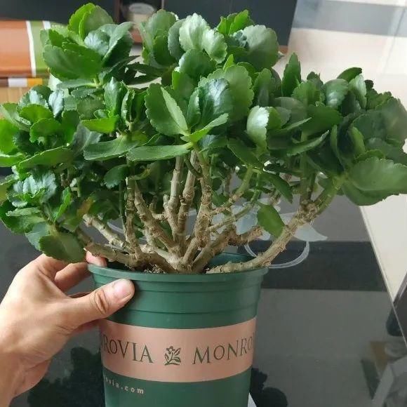 养成|最大的长寿老桩,7年时间,养成盆景!