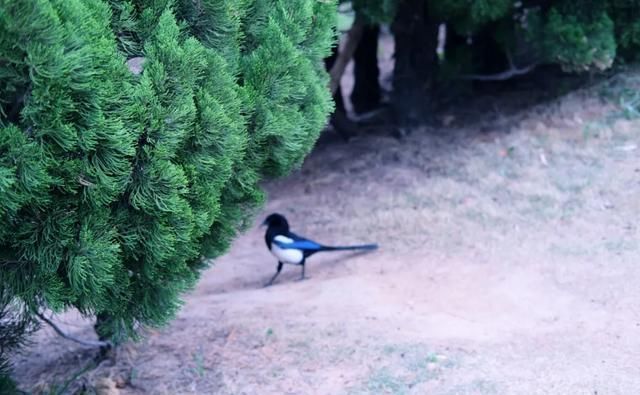 快乐|我在青岛做了这10件小事,找回了久违的快乐
