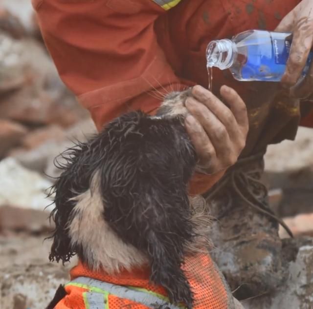  山体|山体滑坡搜救现场，搜救犬金毛为救人变“泥猴”