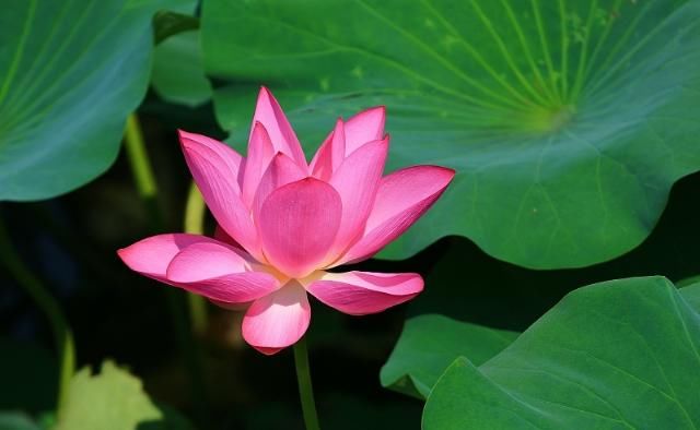  生肖|八月开始：人品爆发，贵人最多，喜事一桩接着一桩的4生肖