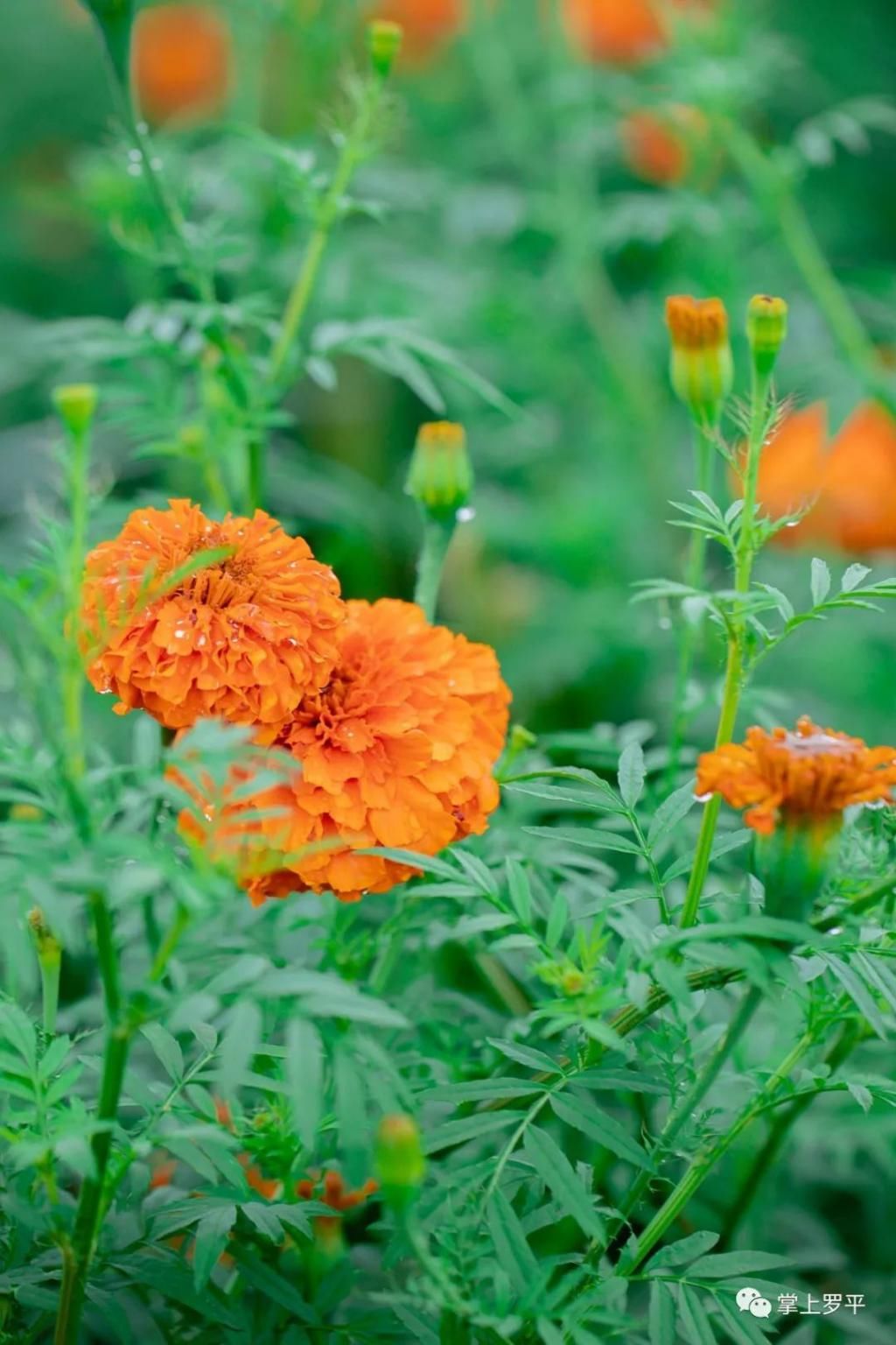  平城|免费！罗平城边万寿菊花海上线，美得没朋友了...