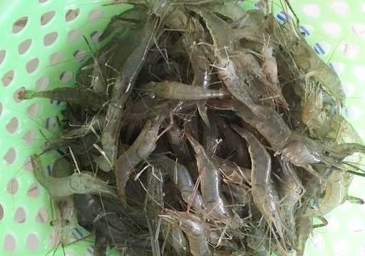 隔三差五|秋天隔三差五吃这河虾，肉质鲜嫩味道美，做法特简单，健康又养生