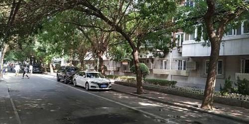  摇摇欲坠|路旁枯树枝摇摇欲坠 树下私家车岌岌可危 和平交警快速处置 确保市民财产安全