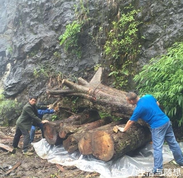 木料|山体滑坡震出来“大家伙”，村民兴高采烈装回村，哪知竟是骗局！
