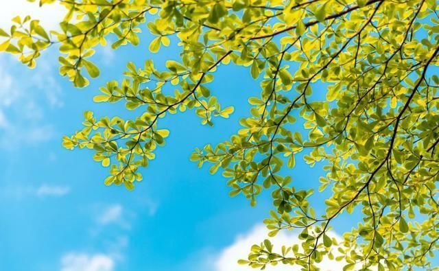 三暑|小暑，“上蒸下煮”，最热天气正在赶来“三暑”“三伏”究竟有啥联系