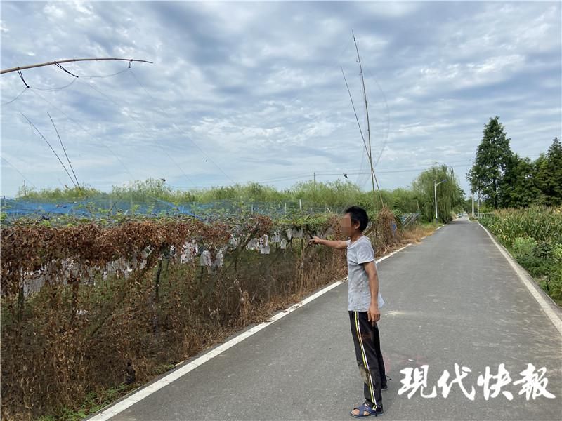 惨遭毒手|小鸟啄食葡萄遭园主报复，30多只惨遭毒手