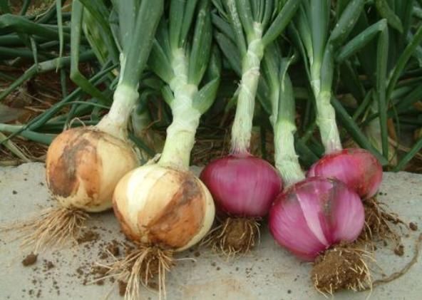 辣味浓|一样都是洋葱,原来紫皮和白皮的区别这么大,以后别买错了