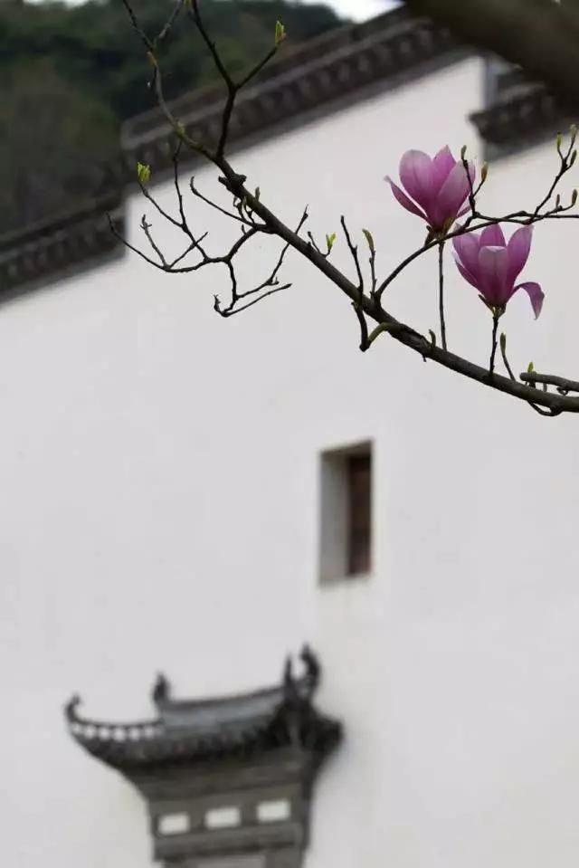  闲则能|偷得浮生，半日闲