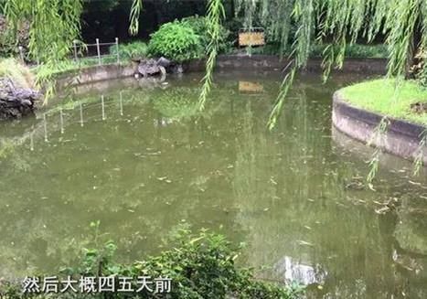  杭州|杭州大妈失踪案新线索，负一层暗道出口无监控，丈夫曾想给儿子一套婚房？