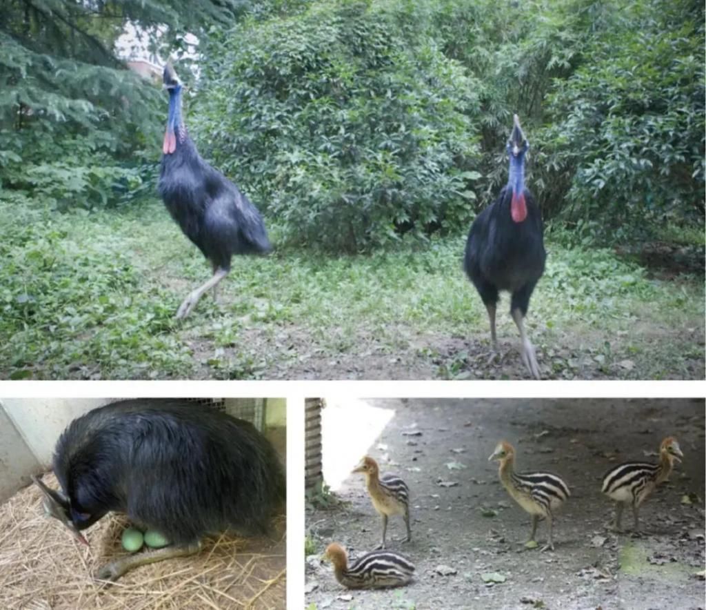  大猩猩小黑|“求报复”动物园长沈志军火了