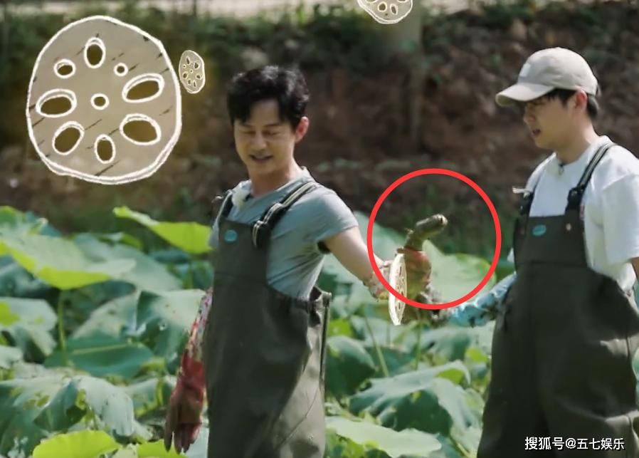 嘉宾|何炅带头挖未成熟的藕?《向往的生活》最后一块遮羞布被揭开!