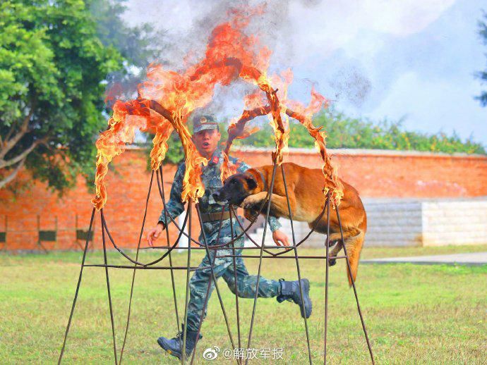  来看|优秀！来看警犬是怎样炼成的