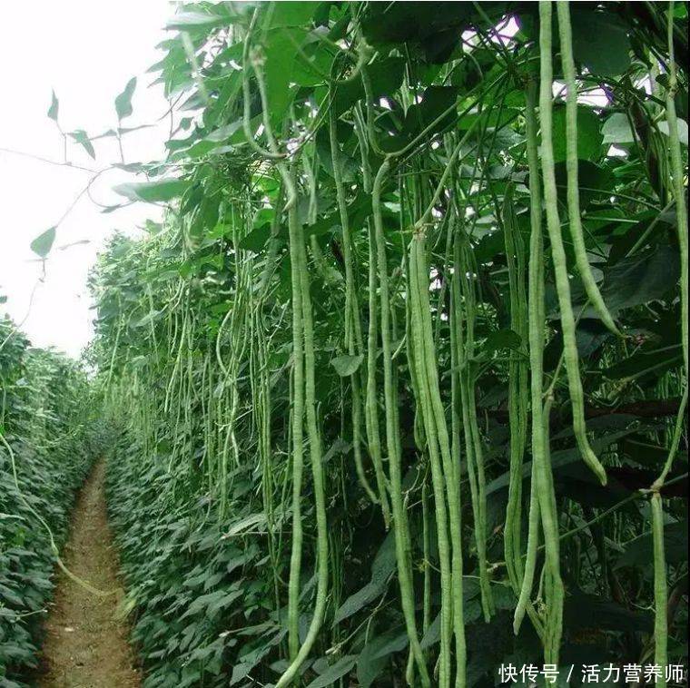 豇豆残留超标原因(豇豆农残量超标，一口都不能再吃了？看看抽检的结果，看完再定)