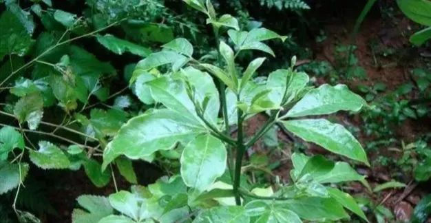 种野生植物|农村路边的野草，农民拿它当柴烧，今价值珍贵，农民叫“三叉苦”