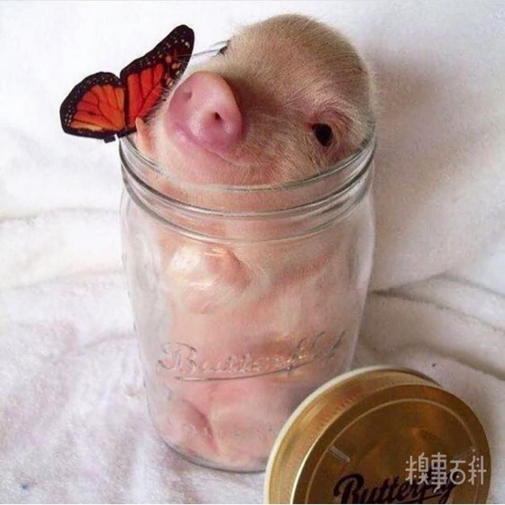  食用|今日份甜～加冰食用口感更佳