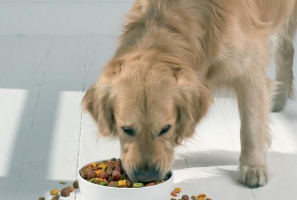  夏天|宠物医生整理5种狗狗夏天最常见的疾病！对症下手，建议收藏