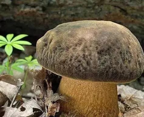 特产|大凉山特产，你知道几个？