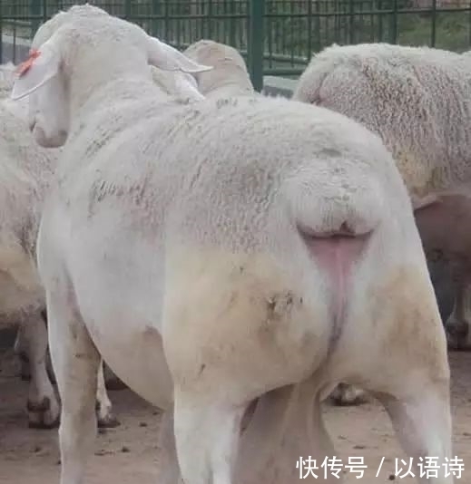 期是指母羊|如何管好繁殖母羊?提高受胎率、多胎多羔率和成活率!