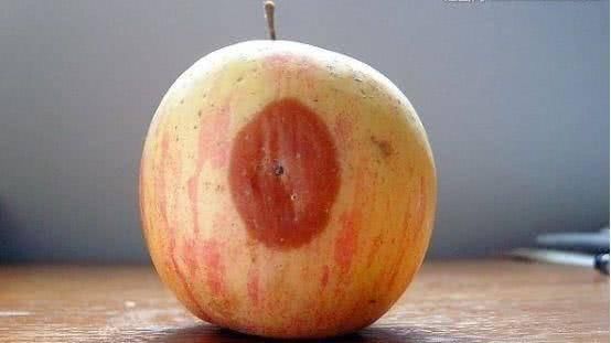 发芽|全球10大最毒“食材”，它们就藏在我们身边，你真的都知道吗？