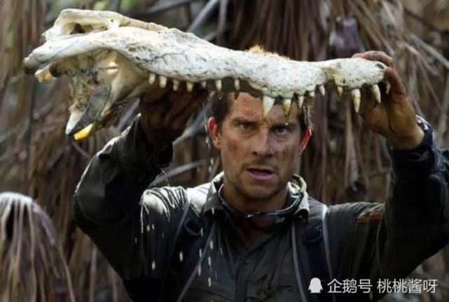求生|贝爷为何不录《荒野求生》了看看在中国遭遇了啥难怪不干了