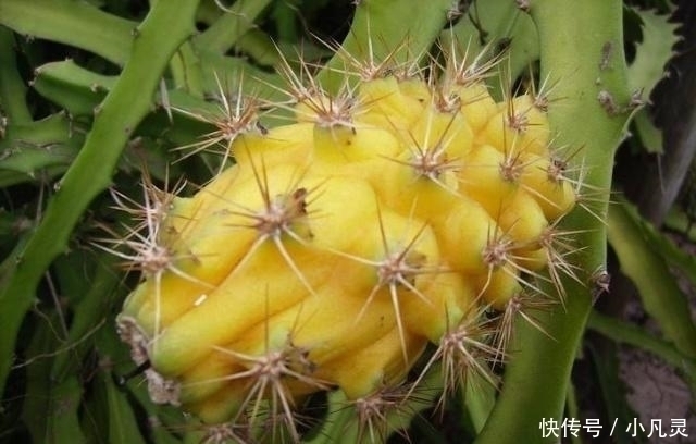 猕猴桃|它才是真正的“维C之王”,维C含量是猕猴桃的84倍,却少有人吃过