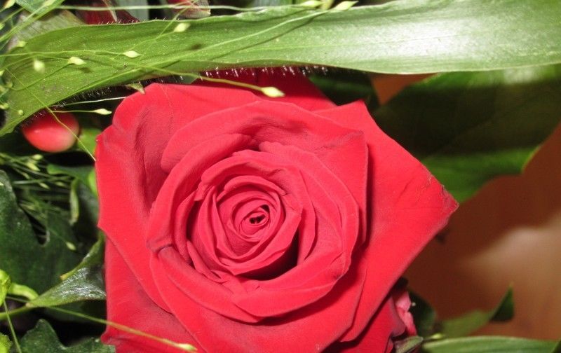  爱情|未来一周，一次遇见你，一生走到底，爱情灿烂夺目的四大生肖！