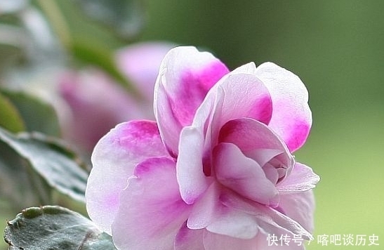 毛主席|指甲花你知道吗？曾受毛主席的赞美，一起来看诗词中的指甲花吧！