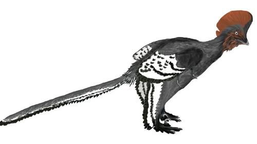  羽毛结构|恐龙的羽毛不是用来飞行，而是用来求偶的？