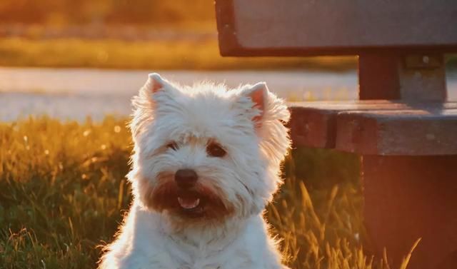  减肥手术|想减肥？养只狗吧！这只狗狗帮主人一年瘦了260多斤