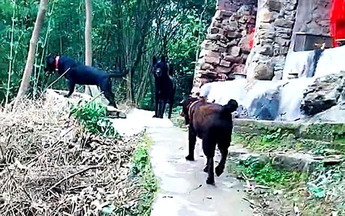 临死前|土狗临死前,怕拖累主人,悄悄躲起来,当发现它时,主人哭了