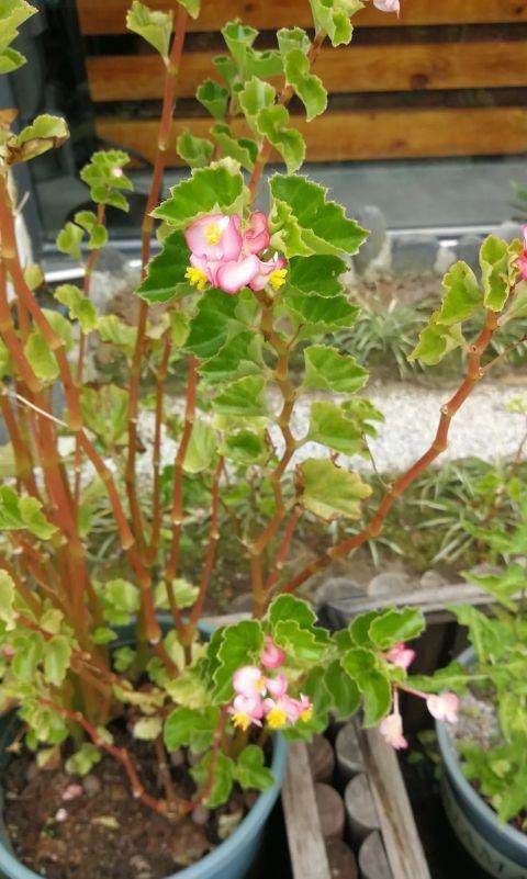 花赏|总是抱怨秋海棠难度夏，不如扦插备份，从夏季开到早秋